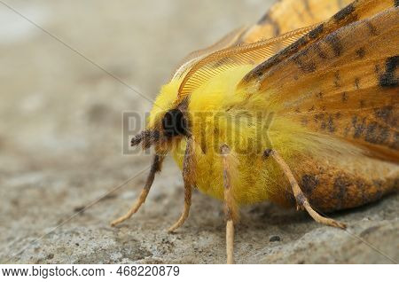 Detailed Closeup On The Colorful Canary-shouldered Thorn Moth, Ennomos Alniaria, Sitting With Open W