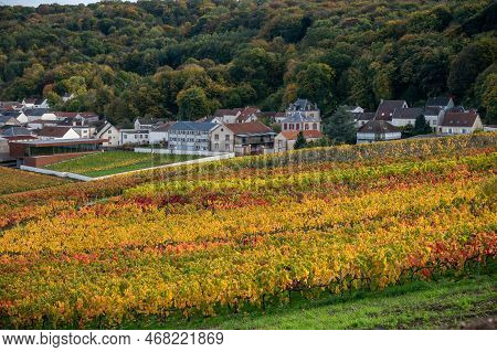 Autumn View On Colorful Grand Cru Champagne Vineyards Near Moulin De Verzenay, Pinot Noir Grape Plan