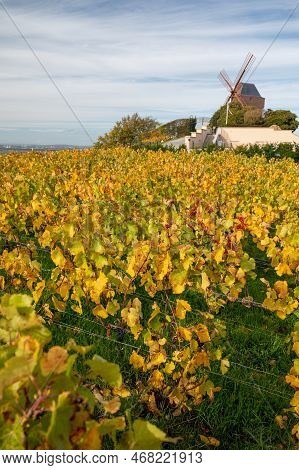 Autumn View On Colorful Grand Cru Champagne Vineyards Near Moulin De Verzenay, Pinot Noir Grape Plan