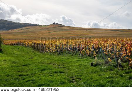 Autumn View On Colorful Grand Cru Champagne Vineyards Near Moulin De Verzenay, Pinot Noir Grape Plan