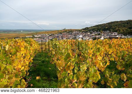 Autumn View On Colorful Grand Cru Champagne Vineyards Near Moulin De Verzenay, Pinot Noir Grape Plan