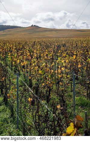 Autumn View On Colorful Grand Cru Champagne Vineyards Near Moulin De Verzenay, Pinot Noir Grape Plan