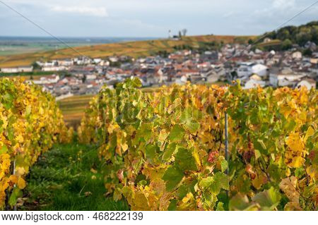 Autumn View On Colorful Grand Cru Champagne Vineyards Near Moulin De Verzenay, Pinot Noir Grape Plan