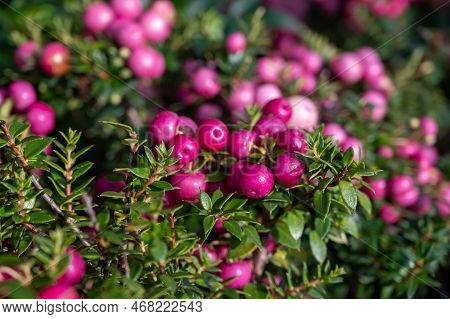 Beautiful Garden Plant For Winter With Red Or Pink Berries Gaultheria Teaberry Plant