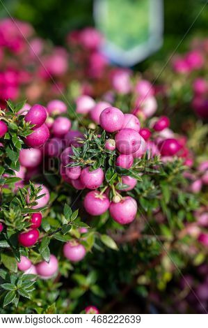 Beautiful Garden Plant For Winter With Red Or Pink Berries Gaultheria Teaberry Plant