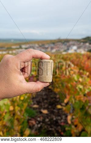 Hand With Unused Champagne Cork And Autumn View On Colorful Grand Cru Champagne Vineyards Near Mouli