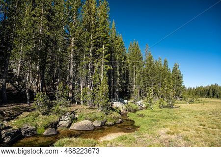 Delaney Creek Separates Meadows And Forest In Yosemite National Park