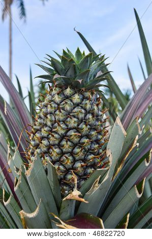 Ananas im grünen Feld