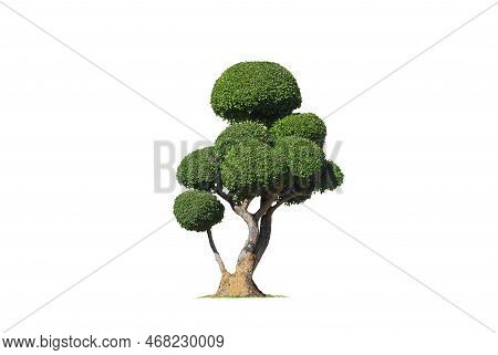 Decorative Green Streblus Asper Tree On Isolated White Background With Clipping Path For Topiary Gar