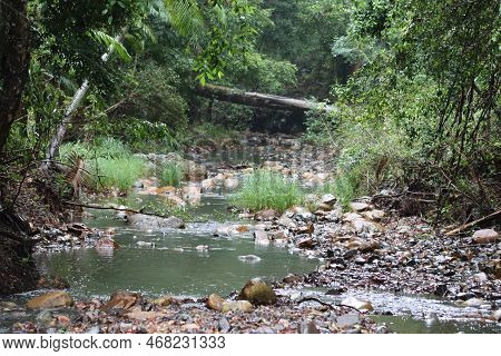 A Landscape View Of A Rainforests Creeck