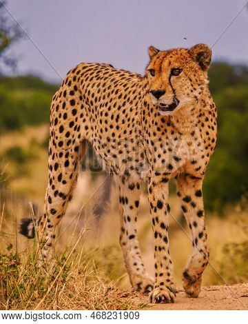 Cheetah Wild Animal In Kruger National Park South Africa, Cheetah On The Hunt During Sunset.
