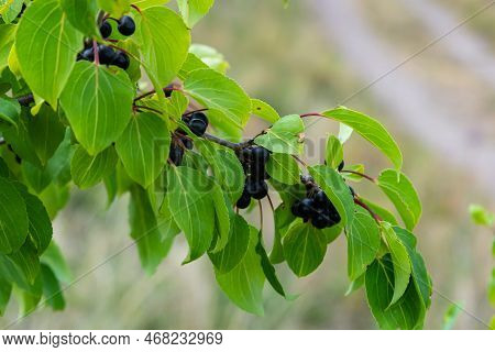 Branch Of Common Buckthorn Rhamnus Cathartica Tree In Autumn. Beautiful Bright View Of Black Berries