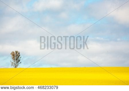Sunshine On Golden Canola Field With A Single Gum Tree  Standing In The Midst