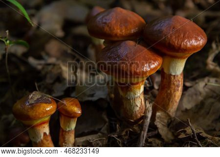 Mushroom Season. Autumn In The Park. Slippery Jack Edible Cattails Suillus Luteus.