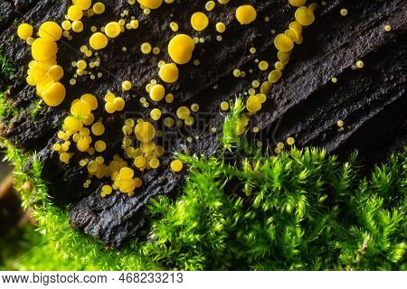 Very Small Fungus Yellow Fairy Cups Or Lemon Discos, Bisporella Citrina, On Old Wet Wood .