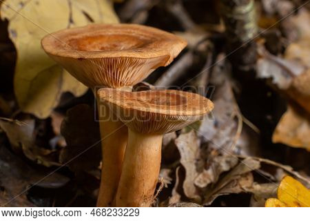 Edible Mushroom Called Niscalo, Red Pine Mushroom Lactarius Deliciosus Growing In The Fall Season In