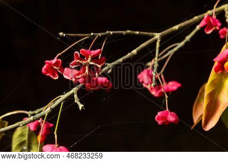 Euonymus Europaeus European Common Spindle Capsular Ripening Autumn Fruits, Red To Purple Or Pink Co