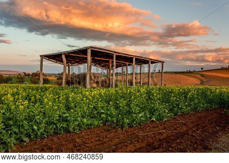 Warm Sunrise Colours Over The Beautiful Canola Fields And Hills Of Central West Nsw Australia