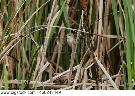 Cute Litte Bird. Green Nature Habitat Background. Bird: Moustached Warbler. Acrocephalus Melanopogon