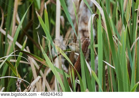 Cute Litte Bird. Green Nature Habitat Background. Bird: Moustached Warbler. Acrocephalus Melanopogon