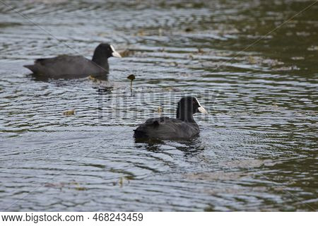 Eurasian Coot (fulica Atra) On Water, Swimming