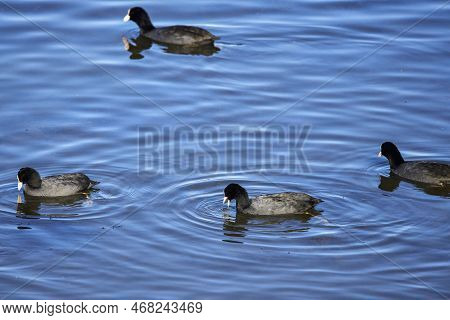Eurasian Coot (fulica Atra) On Water, Swimming