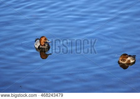 Adult Male Mallards On A Frozen River In Wintertime