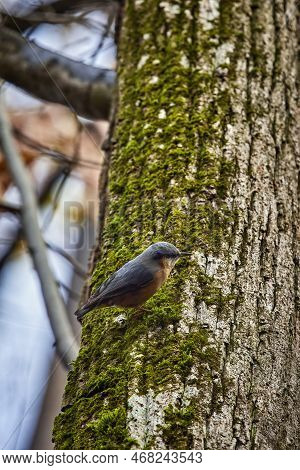 European Nuthatch (sitta Europaea) Perched On A Tree