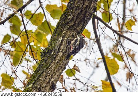 Middle Spotted Woodpecker Pecking On A Tree For Insects