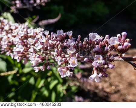 Macro Shot Of The Showy Bicolor Lilac And Purple Flowers In Pendulous Clusters Of The Buddleja Or Bu