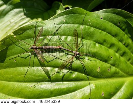 Close-up Of A A Couple Of Two Adult Crane Flies Or Mosquito Hawks (tipulidae Species) Mating On A Gr