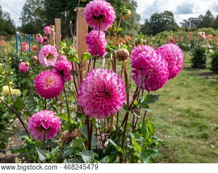 Ball And Pompon Dahlia 'kardinal' Blooming With Bright Pink, Perfectly Round Flowers That Feature A 