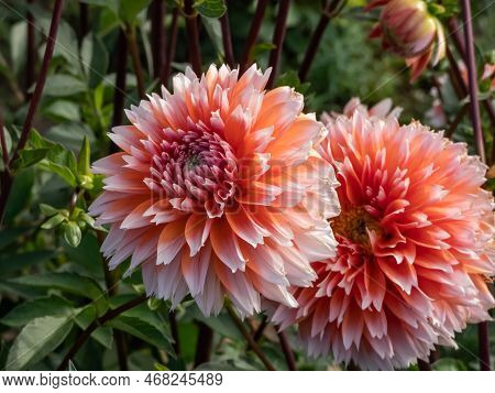 Dahlia 'tautas Dziesma' Blooming With Salmon Colored, Double Petaled And Open Centered Flowers With 