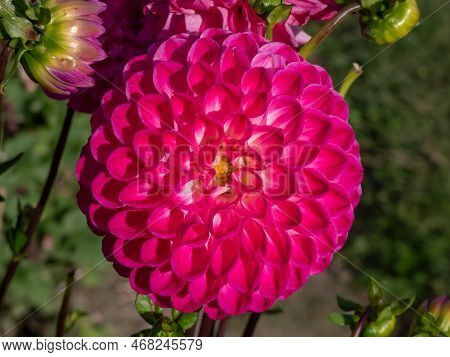 Ball And Pompon Dahlia 'kardinal' Blooming With Bright Pink, Perfectly Round Flowers That Feature A 