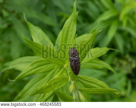Close-up Shot Of The Click Beetle (agrypnus Murinus) On A Green Plant. The Body Is Grey-brown With G