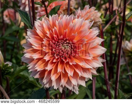 Dahlia 'tautas Dziesma' Blooming With Salmon Colored, Double Petaled And Open Centered Flowers With 
