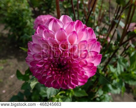 Ball And Pompon Dahlia 'kardinal' Blooming With Bright Pink, Perfectly Round Flowers That Feature A 