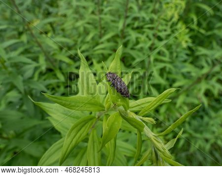 Close-up Shot Of The Click Beetle (agrypnus Murinus) On A Green Plant. The Body Is Grey-brown With G