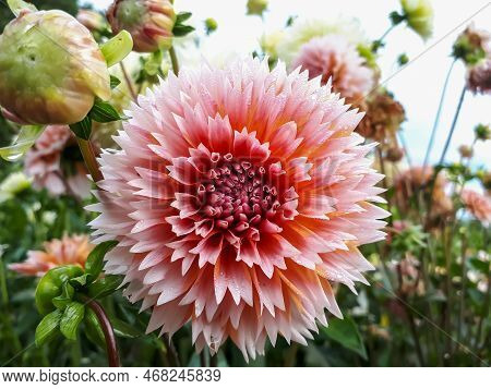 Dahlia 'tautas Dziesma' Blooming With Salmon Colored, Double Petaled And Open Centered Flowers With 