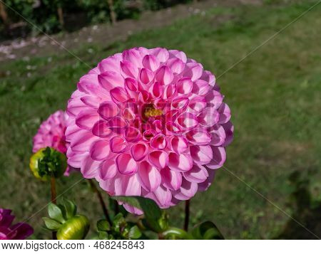 Ball And Pompon Dahlia 'kardinal' Blooming With Bright Pink, Perfectly Round Flowers That Feature A 