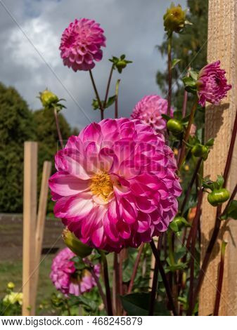 Ball And Pompon Dahlia 'kardinal' Blooming With Bright Pink, Perfectly Round Flowers That Feature A 