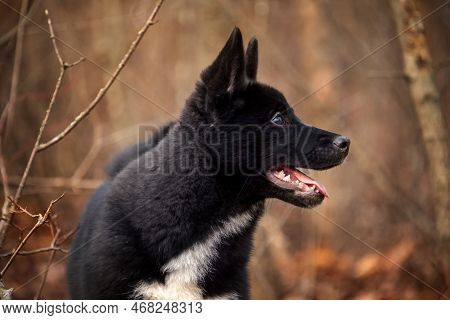 A Puppy Of A Black Dog Breed Russian Laika Walks In The Autumn Forest Park. Portrait Of A Hunting La