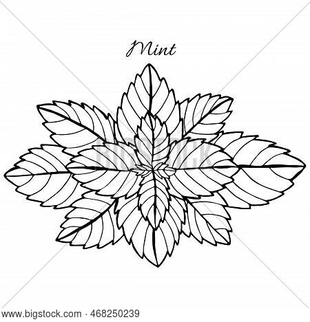 Black Outline Floral Vector Art. Mint Herb Modern Botanical Line Art Illustration.