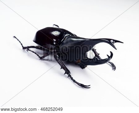 Black Rhino Beetle Isolated On White. Xylotrupes Gideon Macro Close Up, Dynastes, Dynastidae, Rhinoc