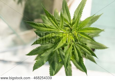 Cannibis Plant With Selective Focius On The Stem And Leaves On Top
