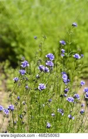 California Gilia Flowers In Thengarden In Spring