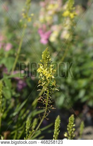 Yellow Bulbine Leaves And Flowers In The Autumn