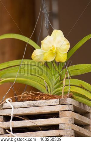 Yellow Vanda Orchid Folwer Beauty Ina Nture