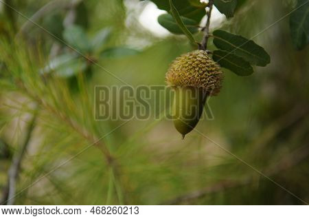 The Acorn Or Oaknut On A Branch Of Oak Tree With Green Leaves. The Acorn Is The Nut Of The Oaks And 