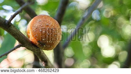 Rotten Apple. Infected Fruits Of Apples. Monilinia Fructigena Apple. Soft Focus. Copy Space For Text